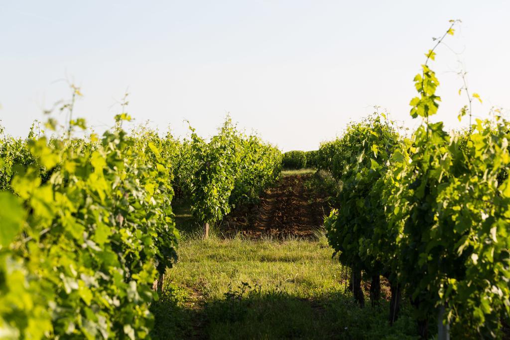 Bed and Breakfast Coup 2 Foudres Saint-Jean-de-Blaignac Exterior foto